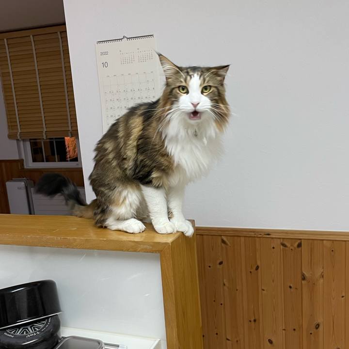 B5304724 6464 4d4c aef1 9fc4660993fc 1666207259497