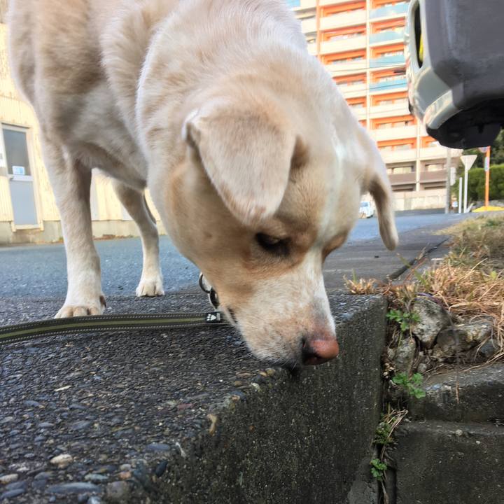 B532146e efbd 4aef abf7 fd41f2ae4c25 1513740927504