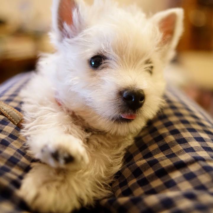 B5323aea 3c6a 4e5d abc5 c9dc7ddc3cb8 1512192173456