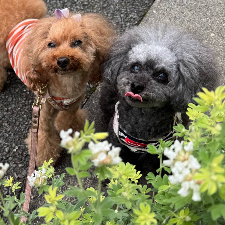 B5350f0c 5387 4fb1 97c8 7ddedca35cb9 1747784854372