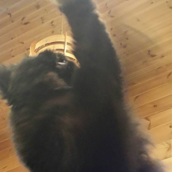 B539054f 52b8 4747 b7d2 c30787635d4a 1511596652161