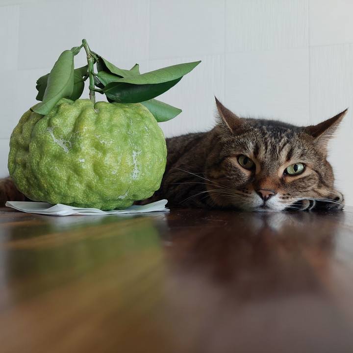 B5394bbf 5f57 45f3 9aed 36a5939bbd08 1633907121322