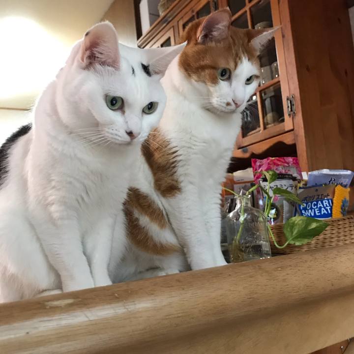 B53cb0f9 d6fd 4345 8014 995add290f49 1596745931579