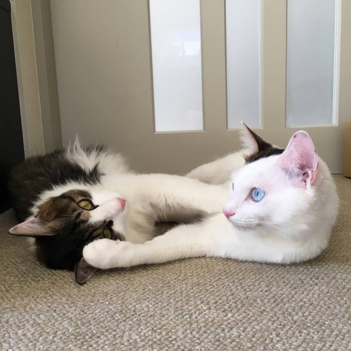 B541edab e3f4 44b6 a50d 00a224c69fec 1508201246094