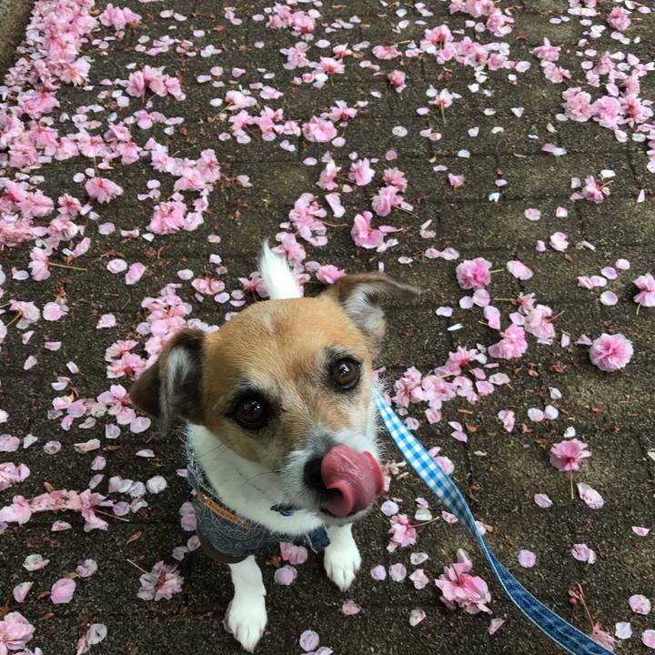 B5497d1e a38b 4170 b2f5 dd2d3c32a7de 1556177088825