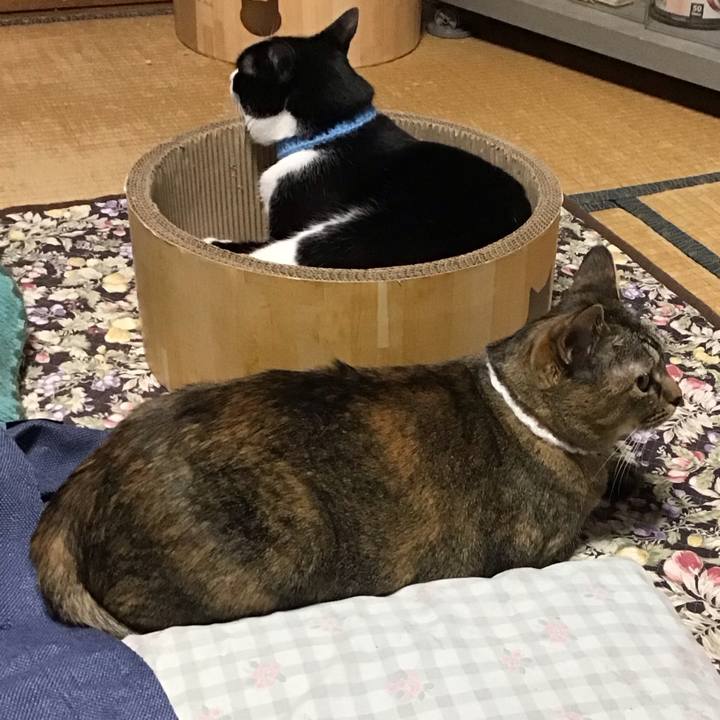 B54ad0fa cf8d 43b2 a979 71be4409f124 1746695672738