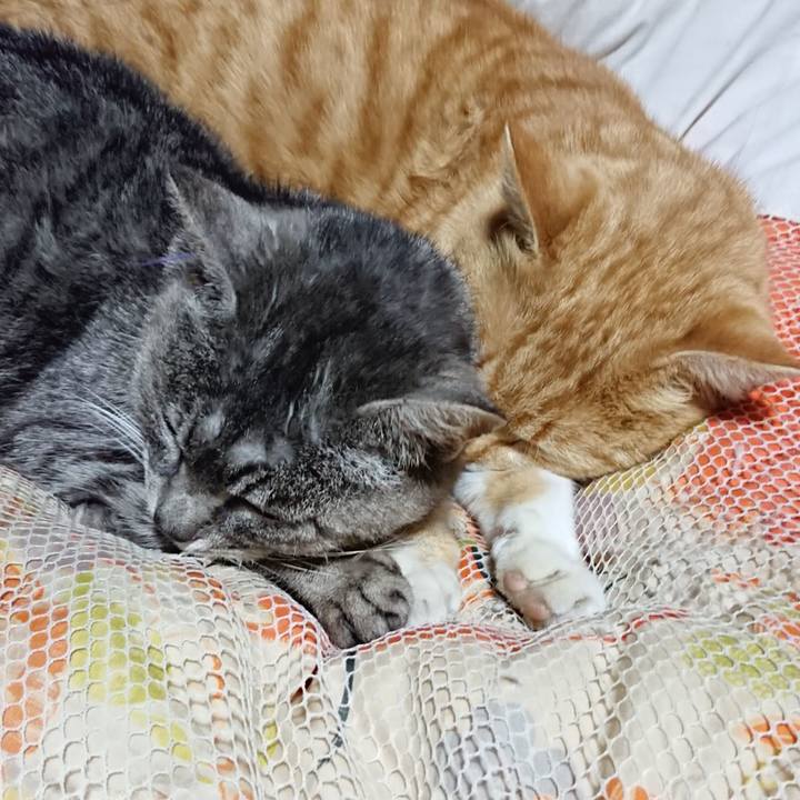 B54d4b83 7324 46c7 8e9a 479d7fbc33c8 1584796693813