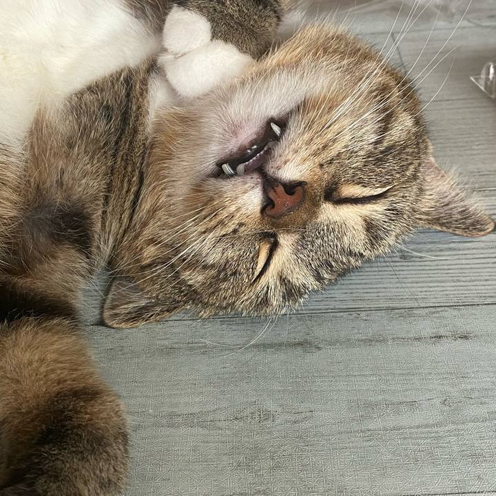 B54f60e8 0a6b 4204 bcd3 c52ee0fea4db 1628320215740