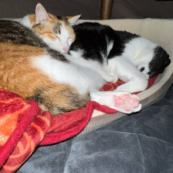 B5523c33 cba7 4f03 807f 94494a361daa 1766153829186