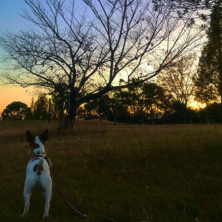 B5548a4e 0da6 42b9 9a44 4fa35732a3d5 1511264651665