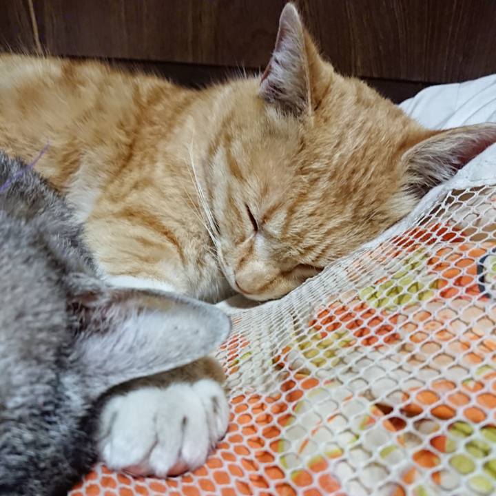 B554ab60 c498 4d88 bd58 b655b4943838 1585313665797