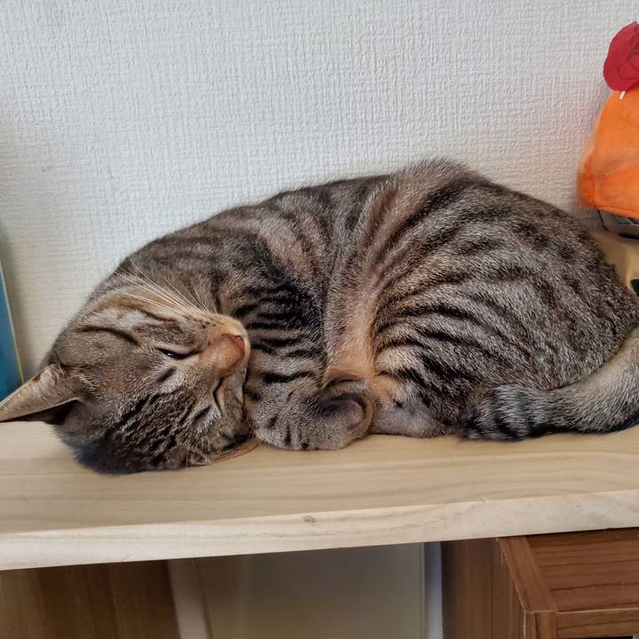 B5565c6c 3efc 414b bf5e b280bfb617b2 1700235226360