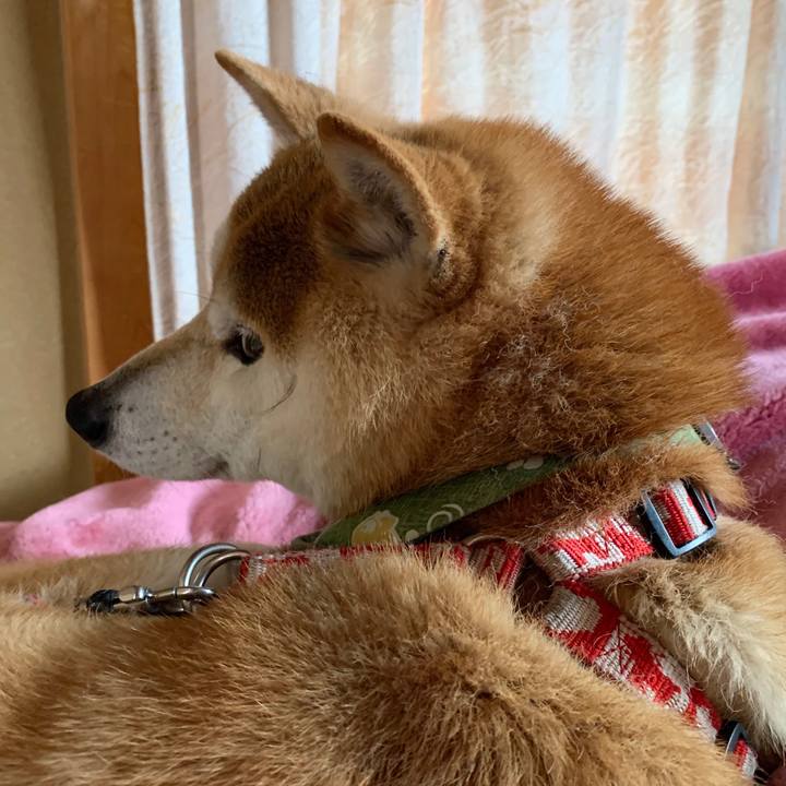 B556adc7 55c1 44a9 9827 d38fe37e71bb 1587373388411