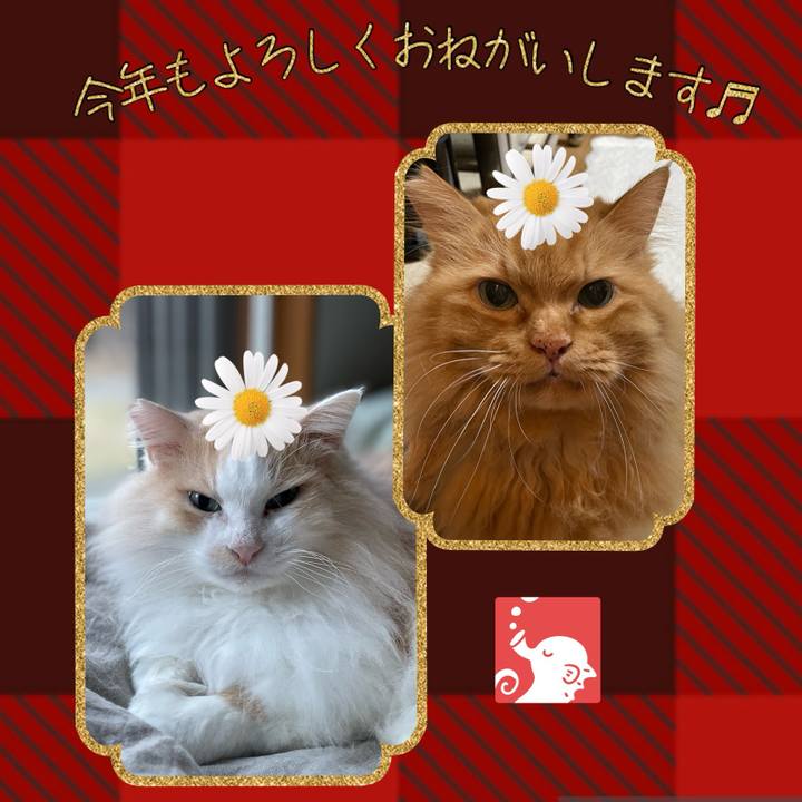 B556bac9 0df8 4140 a669 0e9b9bf4e508 1704061853994