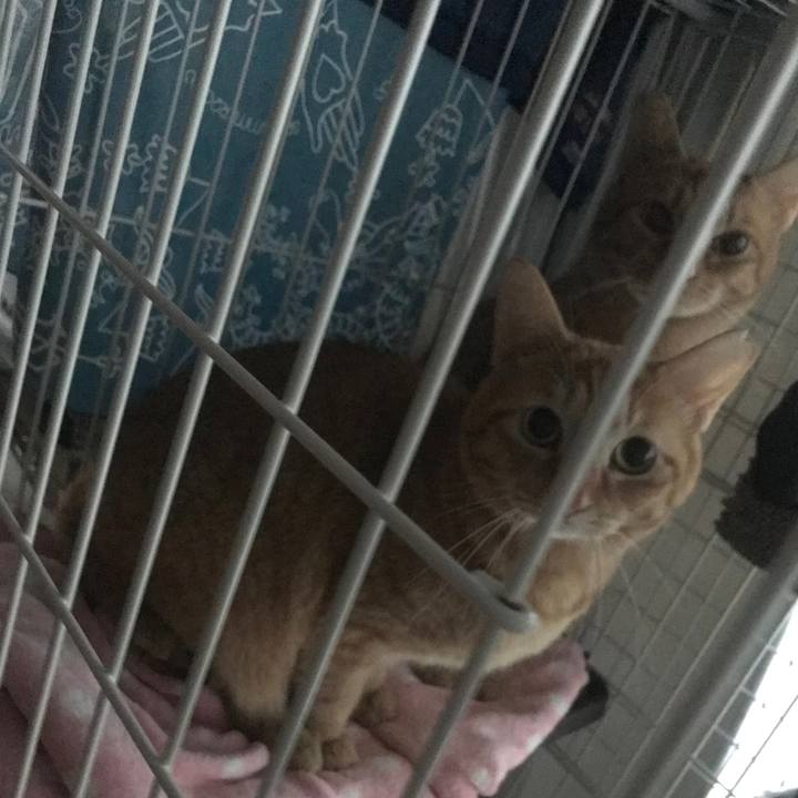 B558a695 ced1 4f91 91a1 8f751a709273 1585606703521