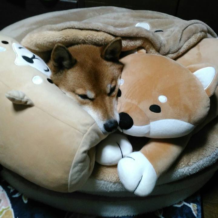 B55e90fb c99c 4968 a9ef 4441d0a0a238 1513155508185