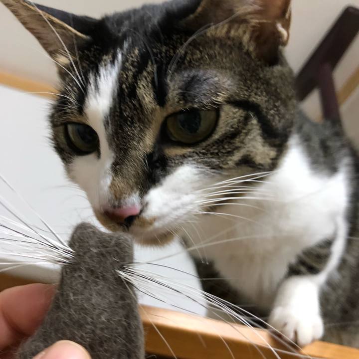 B562fc4e b83b 45fe a7e5 ac895702ec25 1517489108051