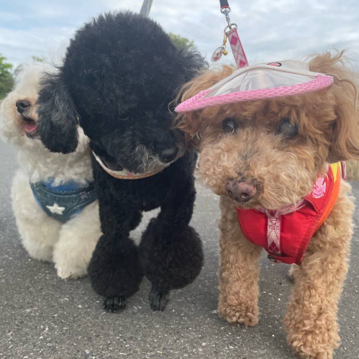 B566cdcc 6ffd 4ce3 ac00 b0d138b0049e 1759243248207