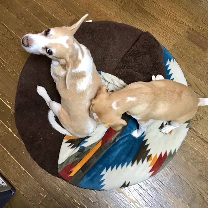 B56e27fd 1f0c 4bc8 9e8d deed8a16ba46 1542498391237