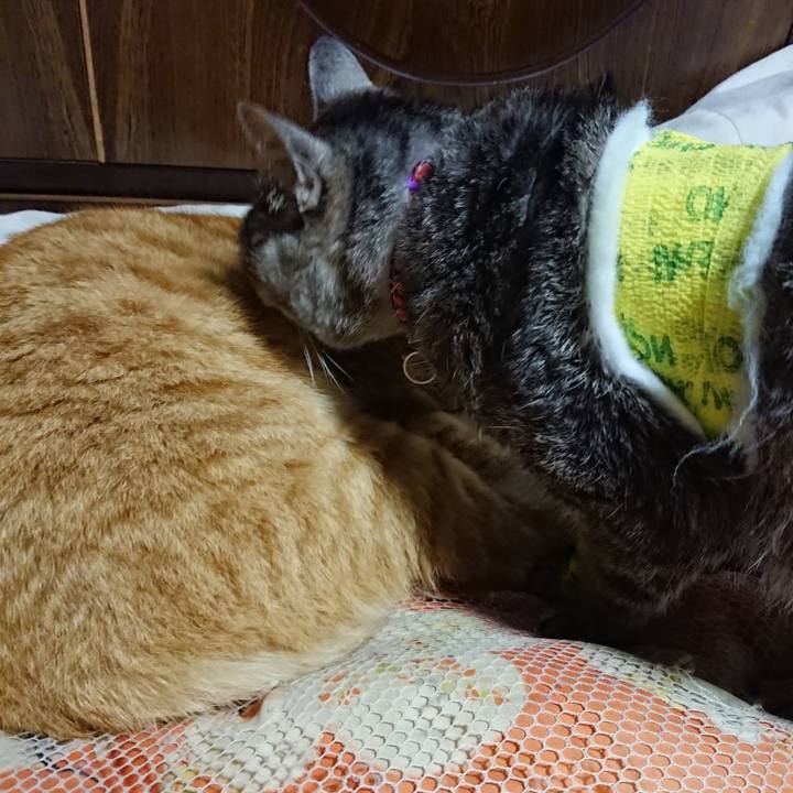 B571dbf7 6d59 4acb b6e8 957ad99a2caa 1586437789786