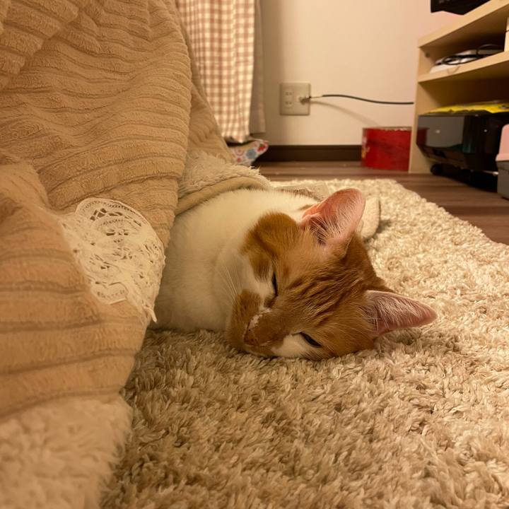 B57412ce 2b4d 4ea4 b95e 35a15a65107c 1636370307978