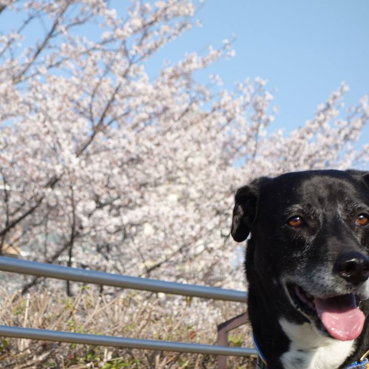 B578c4a8 a5c5 480a b7cc b97c1919a4c1 1743817738269