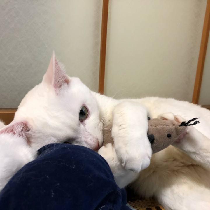 B57cb854 1d42 4cc8 91d1 48523919d129 1576416634373