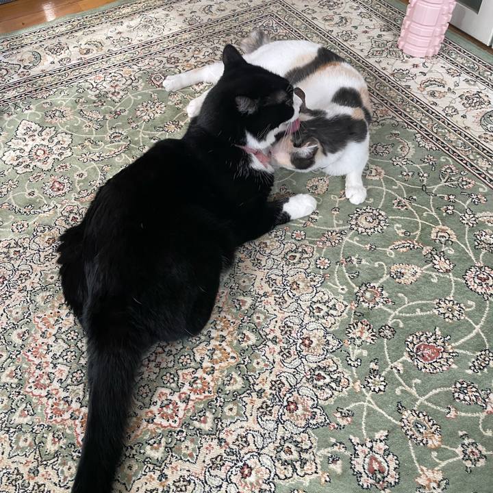 B5811b2d ad9a 4dcf 8c1c c4b99d6562ed 1757462070817