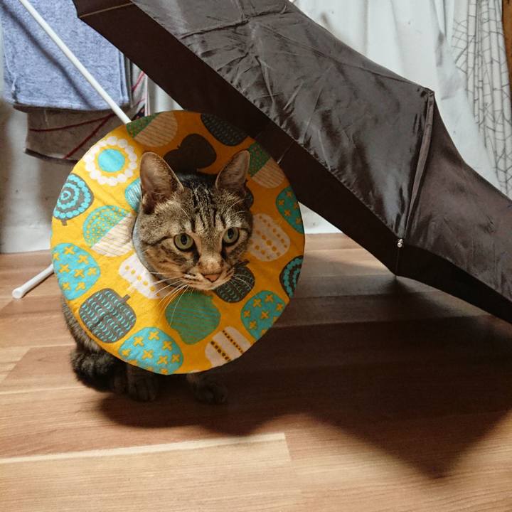 B5864582 e42b 4670 8b93 6311d86cf33a 1562888398094