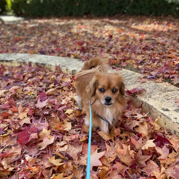 B58663fe e0cf 410d b555 009eba3e8a11 1573953183275