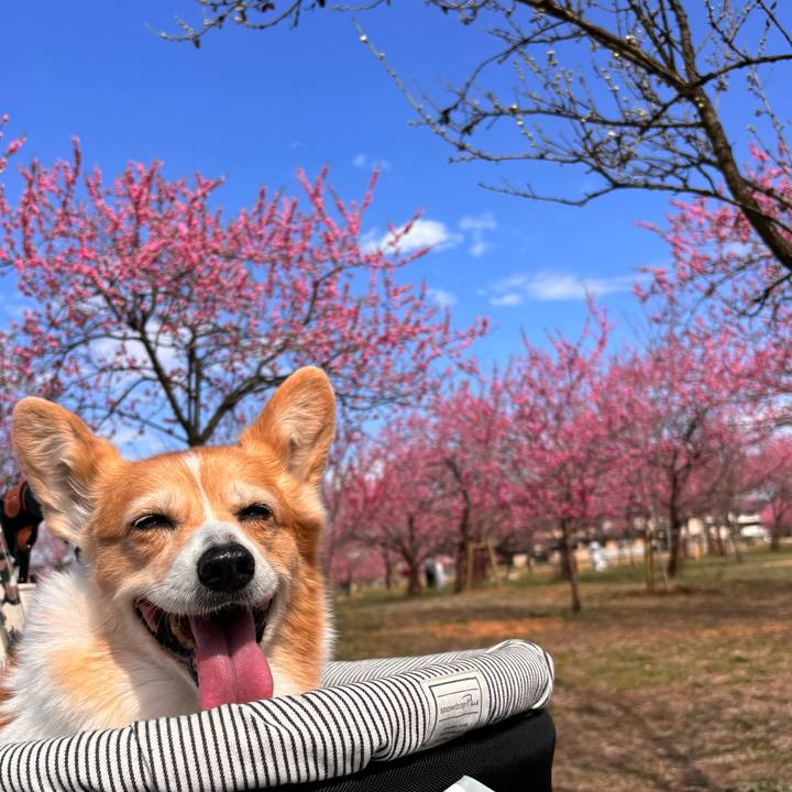 B58d6018 55e9 43b9 aa03 e916c225d797 1773901576150