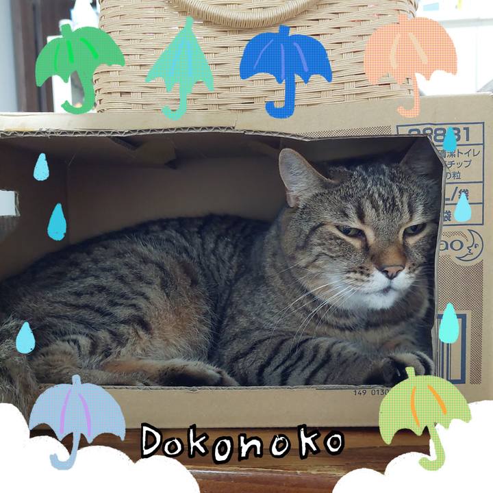 B591c87e a5cb 49b5 841d 5344534f79b9 1718488793067