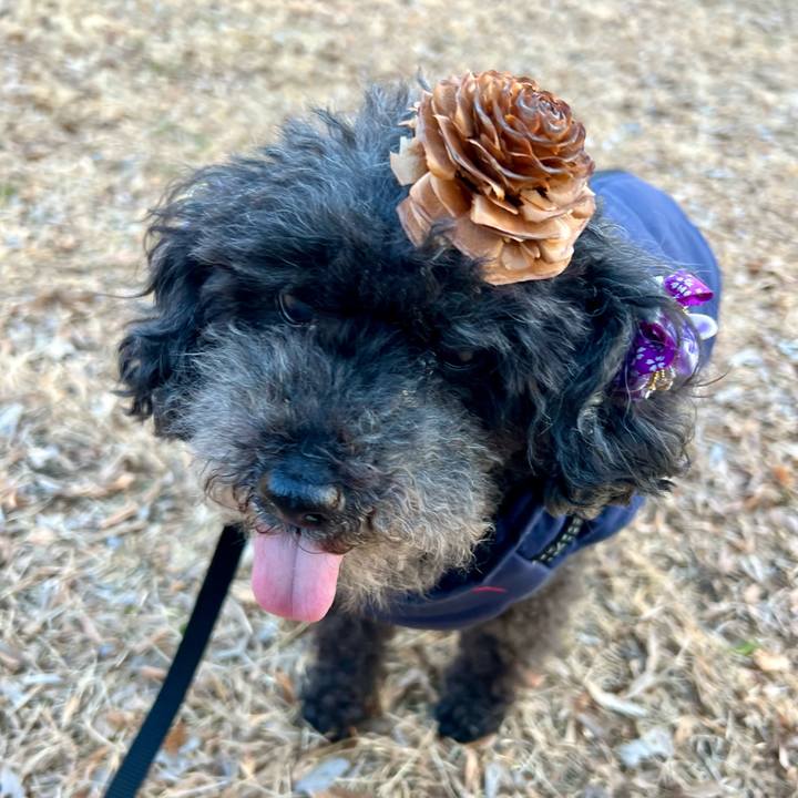 B593f173 4827 4007 a1cf f63101c02fd1 1769934951791