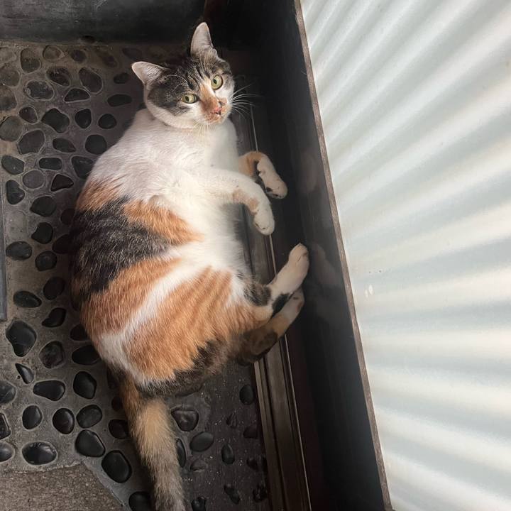 B5981501 39d2 4ea7 a212 4fa6ae3bd416 1765872042902