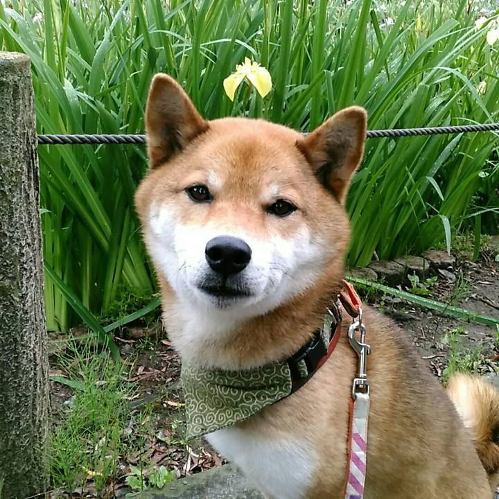 B59a499c a974 4efc 86ad dacb61286ad9 1529282873736