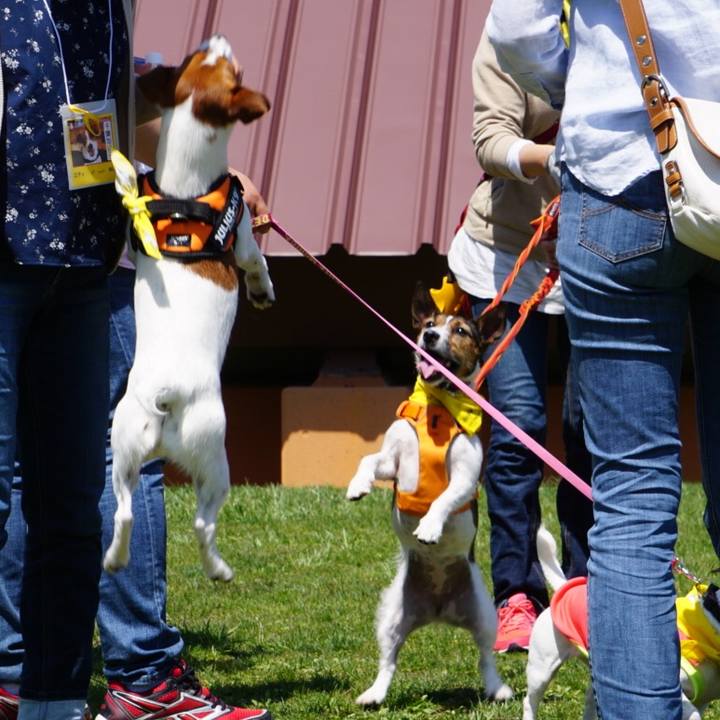 B59c54f0 a32b 46b9 ba40 b8542d7fc2f8 1524400944471