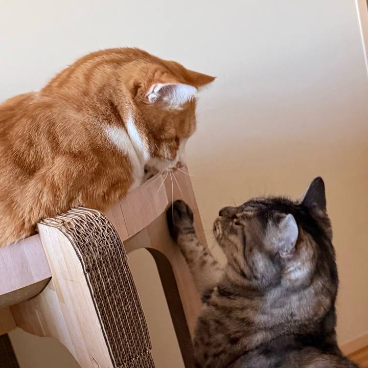 B5a0d505 98ab 41ae b756 583f74dc335e 1763209876824