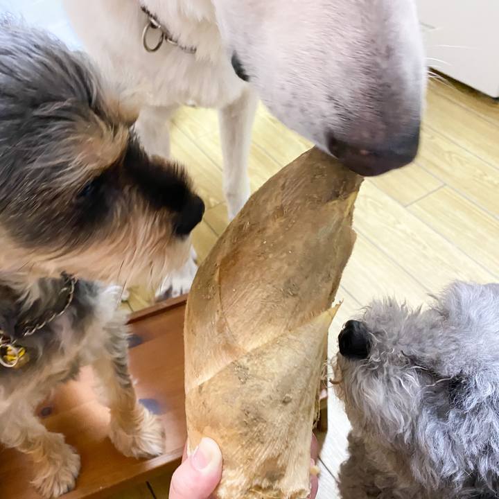 B5a161dd b9e7 404f b38a 7ecbb1c3d8d9 1585396414717