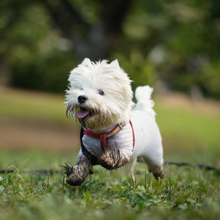 B5a35c61 3a3b 43a9 80ad f8268e66ed0a 1528112119845