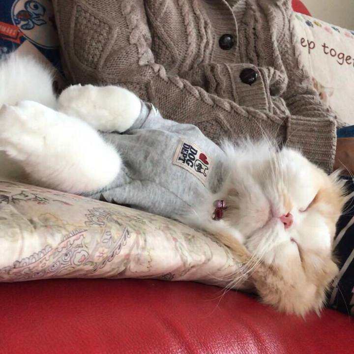 B5a86c3f 10c4 4953 a8ea d53699130667 1549895872176