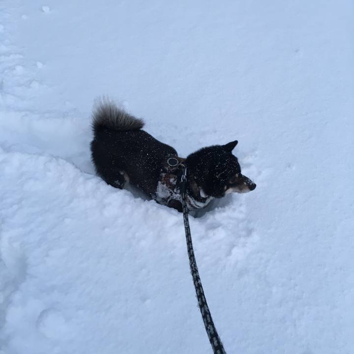 B5a9cc03 600b 4ee2 9234 4bf96085b3ff 1511081362040