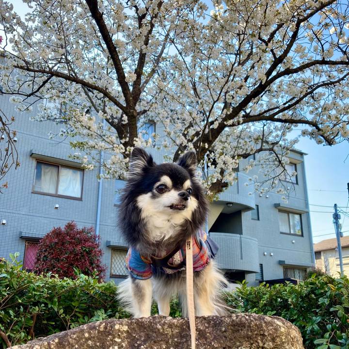 B5af01d2 e809 437a 9981 8ffd2b200ee8 1775603792549