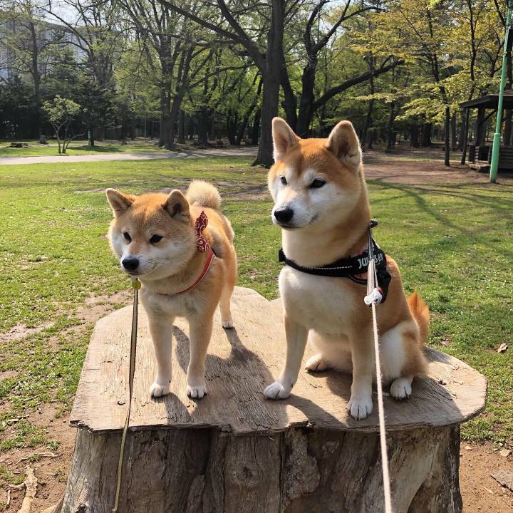 B5b18936 709b 40c6 bf06 70df9bab1983 1557373050901