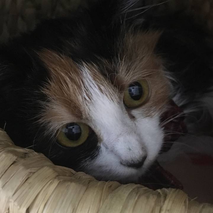 B5b270ad 782a 4d16 b1bf 28057ae93c37 1509200600751