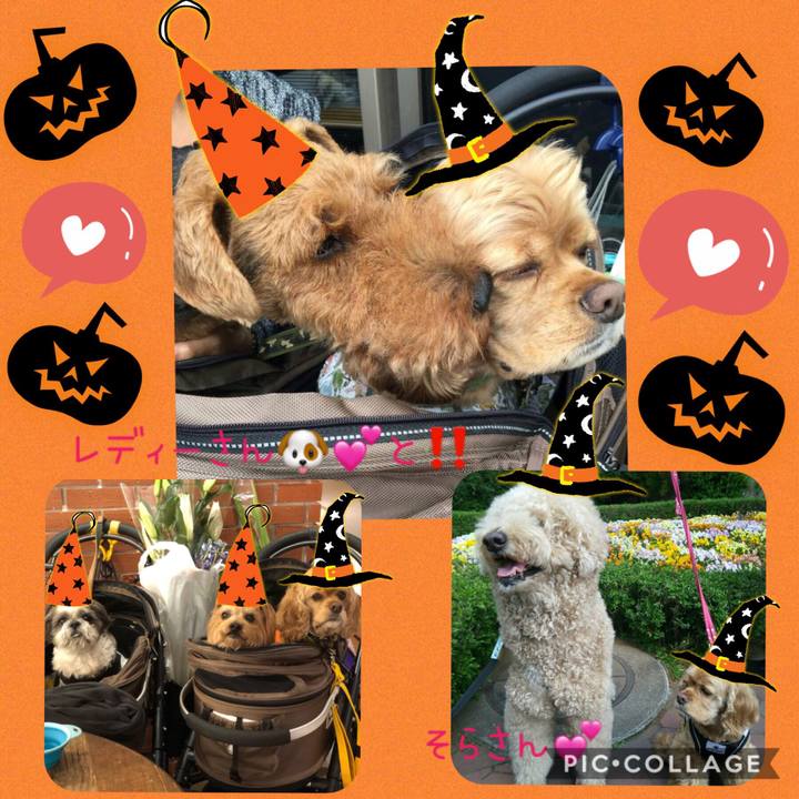 B5b6e9d9 1951 4e15 9095 1dc70b6e3750 1572216830923