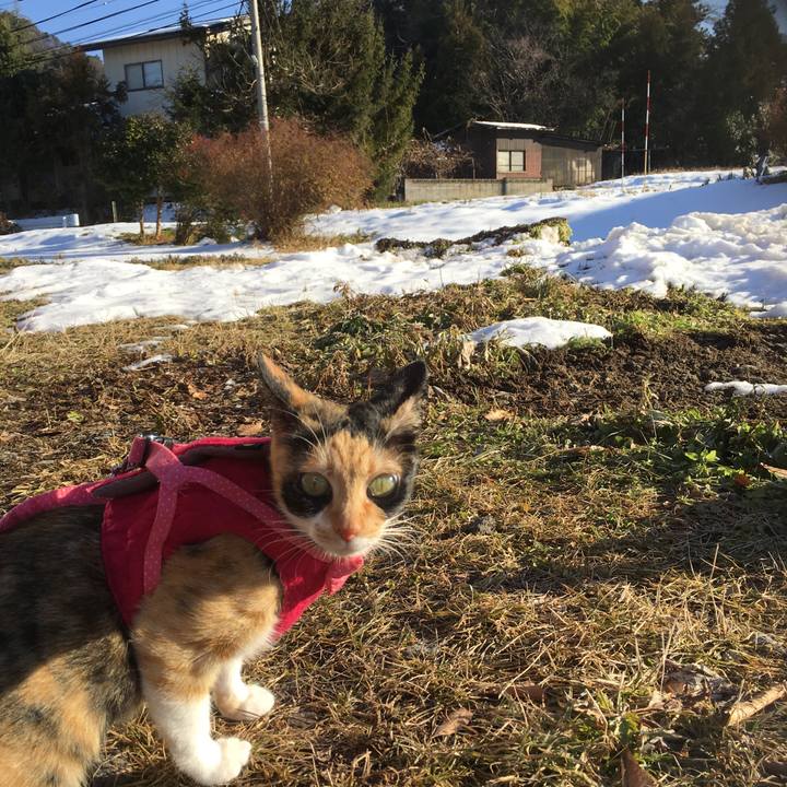 B5b8459b e73c 40c0 a42a 9fa0c9871238 1513922646583