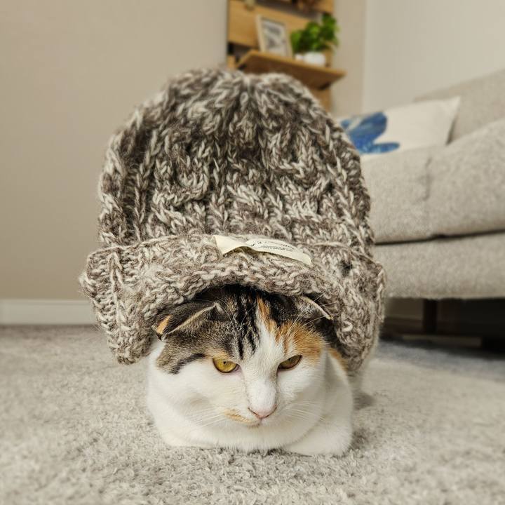 B5bb8ba5 eecf 4d54 a162 64692779c73c 1770871412120