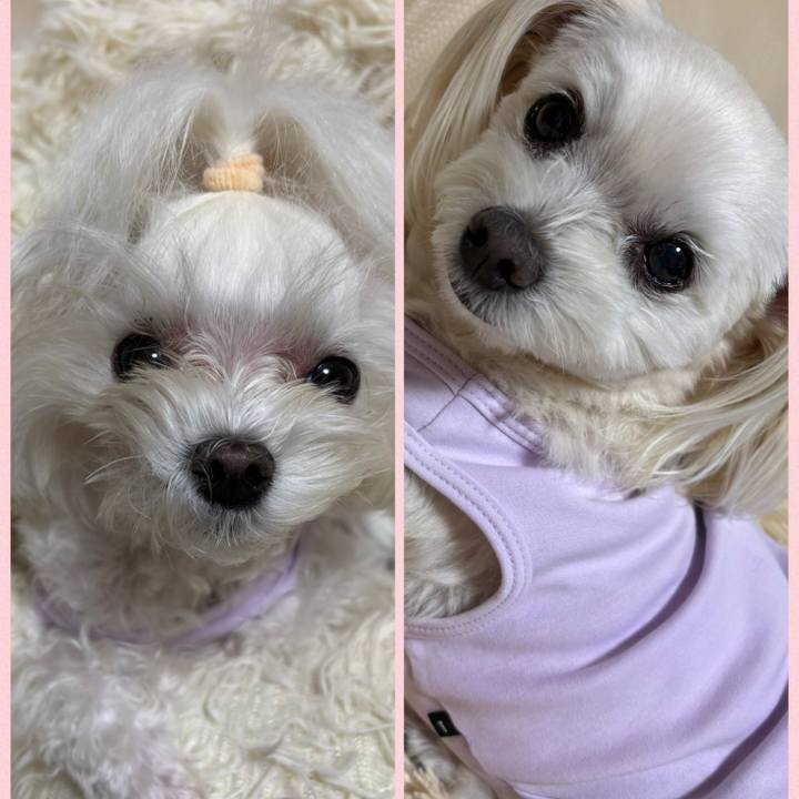 B5bc6676 a34a 4b44 8a7b 0afad476803c 1763198417952