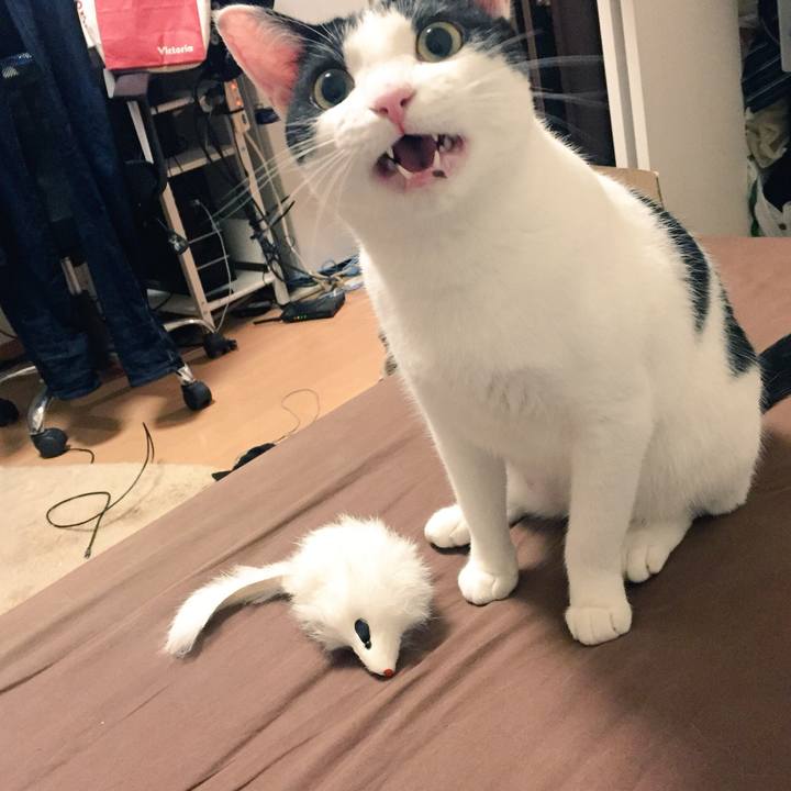 B5bc8517 0390 43a9 8bbb 47b47ad4709e 1533301598987