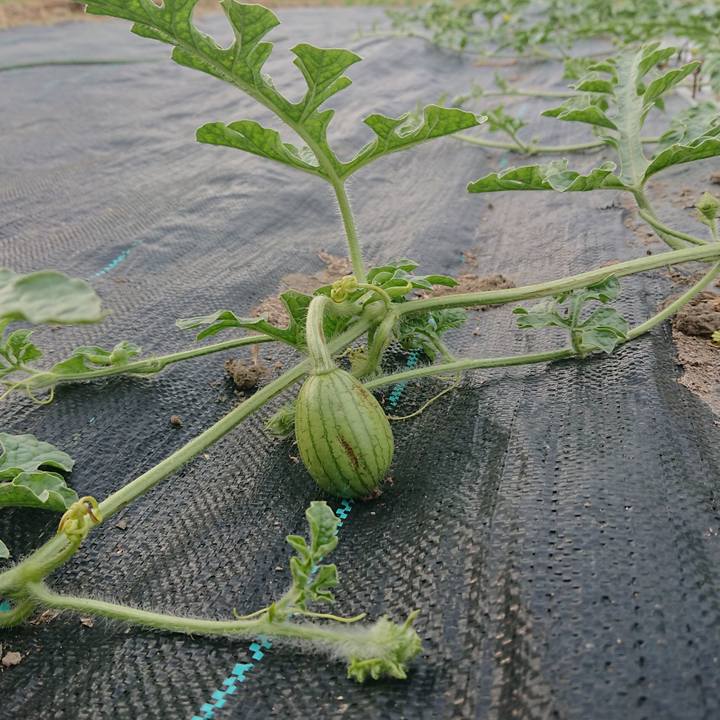 B5bd801f abae 4d02 a520 9e98adeffdf7 1592818050248